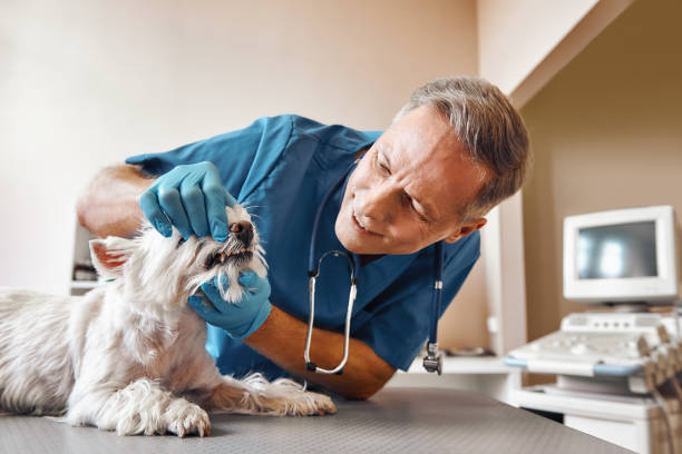 Best Emergency Broken Tooth Repair in Brooksville, FL